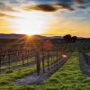 Prominent Barossa valley wines look for strategic investor!